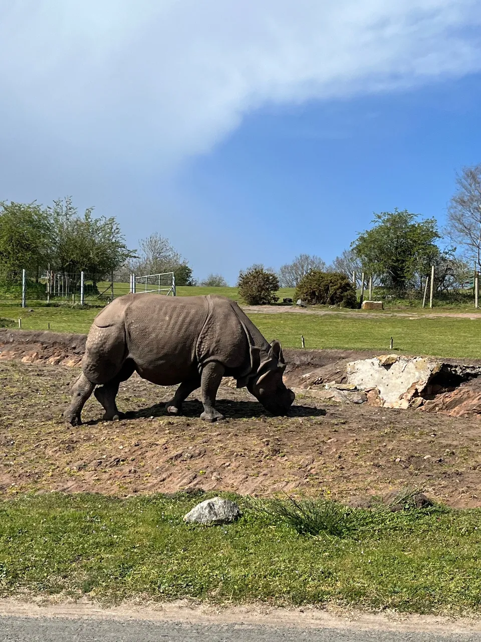 Rinoceronte en un safari en Inglaterra